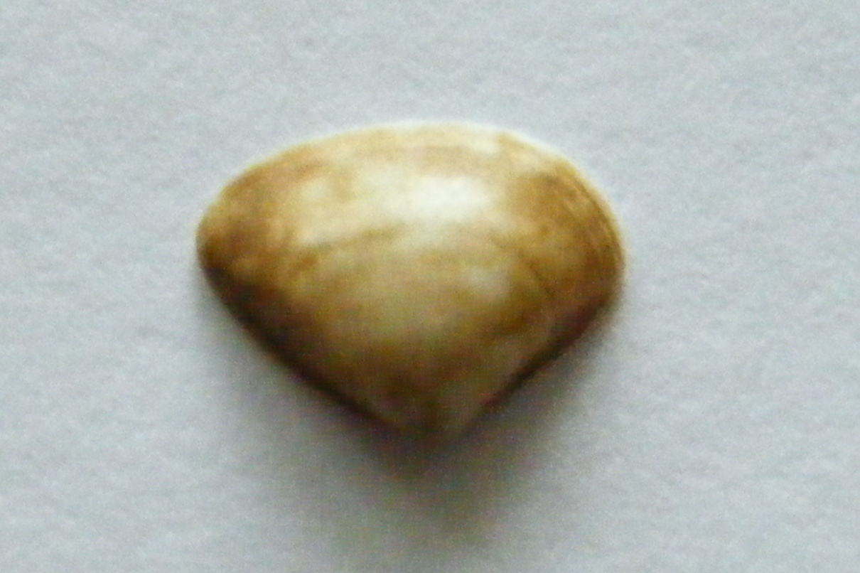 Bivalve